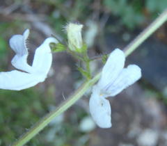 Equilabium laxiflorum