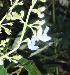 Equilabium laxiflorum