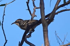 Pomatostomus ruficeps