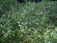 Equilabium laxiflorum