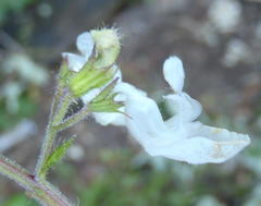 Equilabium laxiflorum