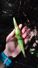 Strophanthus divaricatus