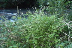 Equilabium laxiflorum