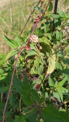 Cuscuta europaea