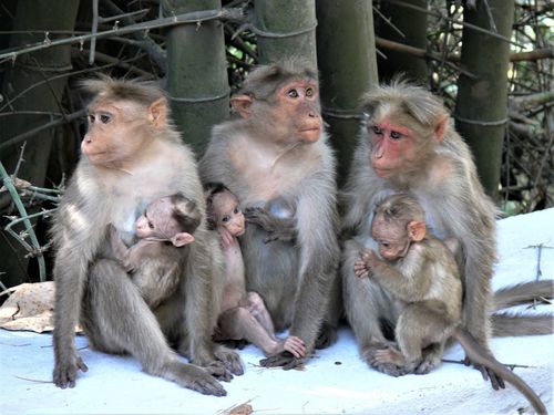 Bonnet Macaque, photo 3 of 9