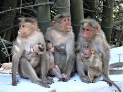 Bonnet Macaque photo 3