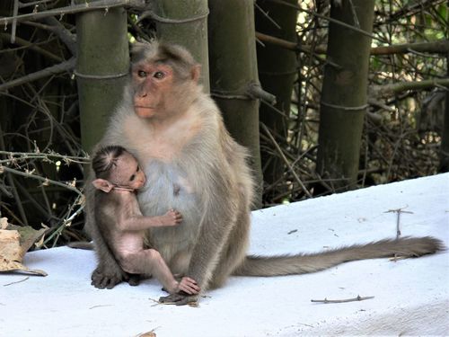 Bonnet Macaque, photo 6 of 9
