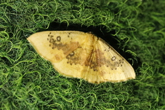 Cyclophora lennigiaria