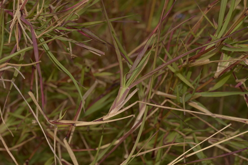 Setaria sphacelata