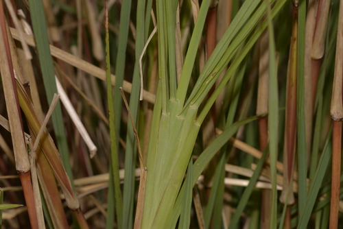 Setaria sphacelata