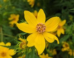 Microbotryaceae