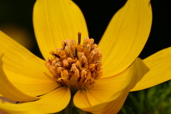 Microbotryaceae