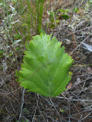 Pelargonium pillansii