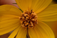 Microbotryaceae