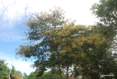 Senegalia polyphylla