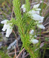 Erica physodes