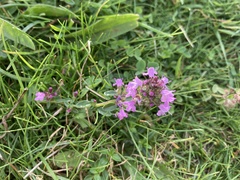 Thymus praecox britannicus