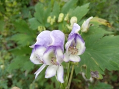Aconitum axilliflorum