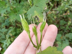 Aconitum axilliflorum