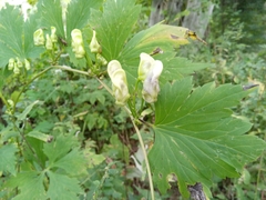 Aconitum axilliflorum