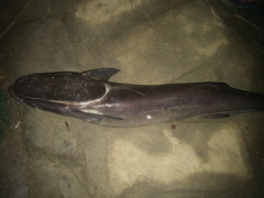 Remora australis