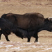 氂牛 犛牛 牦牛 - Photo 由 Phil Benstead 所上傳的 (c) Phil Benstead，保留部份權利CC BY-NC