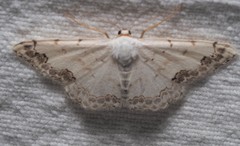 Scopula decorata