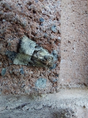 Meropleon diversicolor