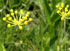 Afrosciadium magalismontanum image