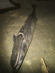Remora australis