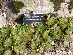 Sempervivum marmoreum