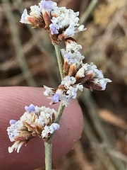 Limonium suffruticosum