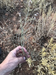 Limonium suffruticosum