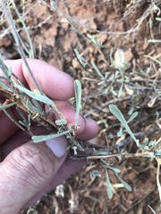 Limonium suffruticosum