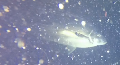 Latridopsis ciliaris