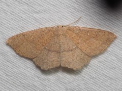 Cyclophora ruficiliaria