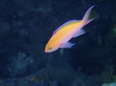Nemanthias bicolor