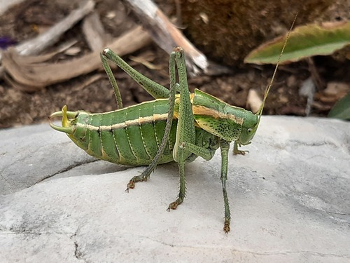 kobylka zúbkatá (Polysarcus denticauda)