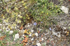 Alyssum montanum