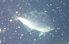 Latridopsis ciliaris