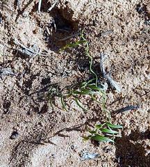 Asparagus volubilis