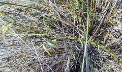 Asparagus volubilis