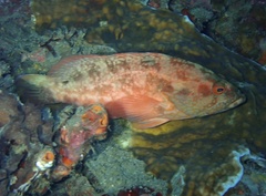 Cephalopholis