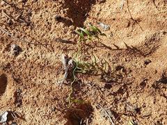 Asparagus volubilis