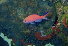 Pyronotanthias smithvanizi