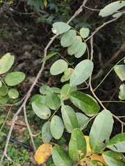 Dalbergia hupeana
