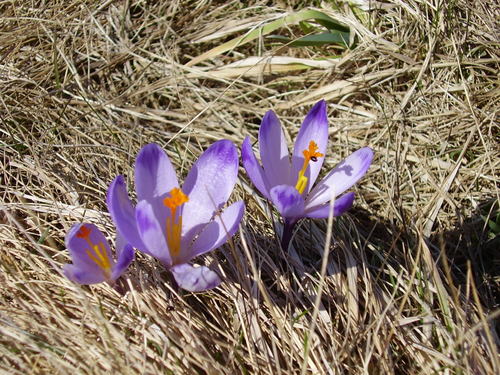 šafran spišský (Crocus heuffelianus scepusiensis)