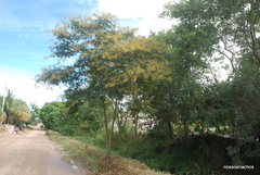 Senegalia polyphylla