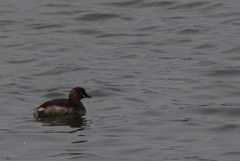 Tachybaptus ruficollis