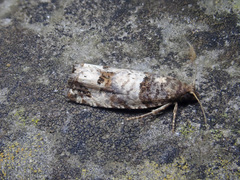 Notocelia incarnatana